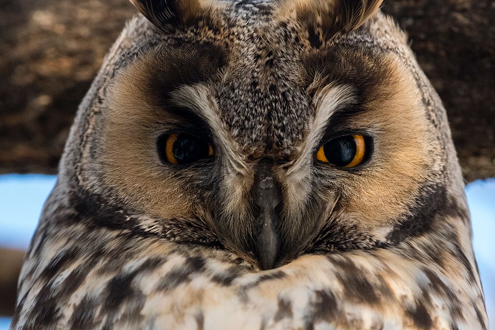 Long-eared owl-Asio otus-Kikinda-Serbia